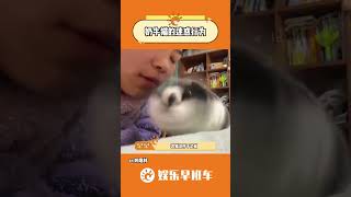 奶牛猫依旧稳定发疯 #奶牛猫就是神经猫 #猫咪 #万万没想到 #萌宠#shorts