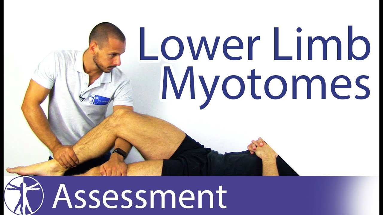 Myotomes Lower Limb | Peripheral Neurological Examination - YouTube