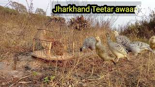 झारखंड तीतर आवाज 🔥 jharkhand teetar awaaz 🔥 francolin hunting sound 🔥 jungali teetar shikar