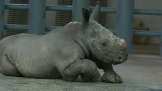 Baby Rhino born at Disney's Animal kingdom