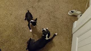 Lucy chasing Rocky | Boston Terriers