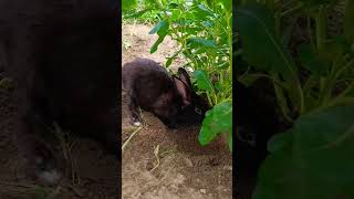 black rabbit funny moments😀🐇 #black rabbit #shorts