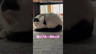 ネコと子ネコとおじさん　机の下に眠りブルーガみっけ　#shorts #cat #cats #猫 #保護猫 #ブルーガ