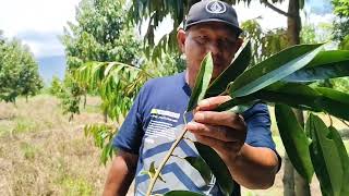 Penampakan pohon Durian setelah beberapa bulan di pruning ekstrim