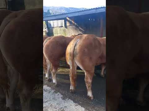 Do Limousin bulls have horns?