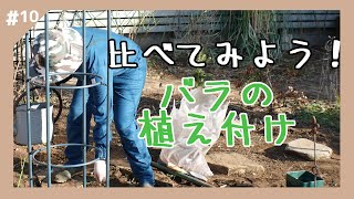 【ガーデニング】バラ植え付け比較、リラとまほろば