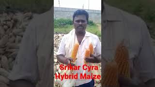 Srikar Cyra Hybrid Maize