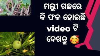 ମଲ୍ଲୀ ଗଛରେ କଣ ଫଳିଛି video ଟି ଦେଖନ୍ତୁ