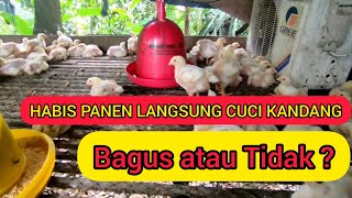 KAPAN WAKTU YANG TEPAT MEMBERSIHKAN KANDANG.. MENCUCI KANDANG.. PERIODE CUCI KANDANG.. KANDANG AYAM