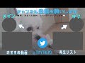 トイプードルのちゃいちゃん【doghuggy お預かり動画‎´•ﻌ•`🐾】