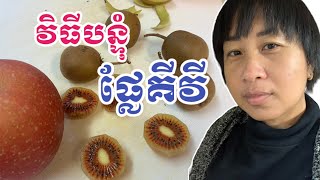 វិធីបន្ទុំផ្លែគីវី | How to make Kiwi ripe faster