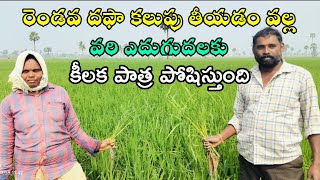 రెండవ దఫా కలుపు తీయటం వల్ల వరి లో పిలకలు మరియు ఎదుగుదల కు వచ్చే అవకాశం ఉంటుంది