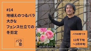 #14 地植えのつるバラ 大きなフェンス仕立ての冬剪定【バラの育て方：12月下旬～2月中旬】