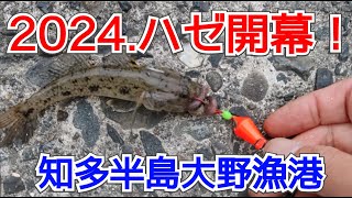 2024年ハゼ釣り開幕!！今年はサイズが大きめ？？ 愛知県知多半島大野漁港のハゼ釣り