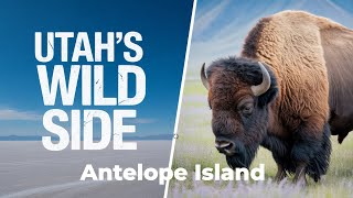 EPIC Wildlife Encounters in Utah