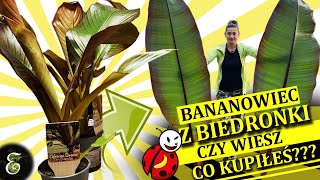 🍌🍌🍌Bananowiec z Biedronki🐞🐞🐞  Ensete Maurelli uprawa w domu  @egzotycznie