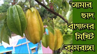 বারোমাসি মিষ্টি কামরাঙ্গা