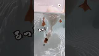 🪿「あっ！あ！」｜PECO #アヒル #鳥 #鳥のいる暮らし #ducks #bird #birdlover #birdvideos