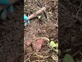 解壓！沈浸式挖紅薯decompression digging sweet potatoes in immersion countryside 田園生活 田園 whitenoise 解压