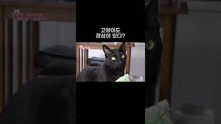 고양이도 관상이 있다?! 에너지가 많은 묘상은? #왜그러냥귀엽개 #shorts