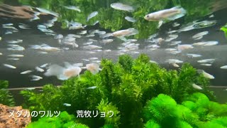 メダカのワルツ