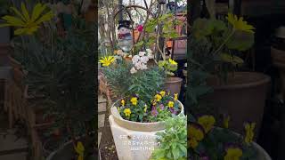 【HD動画】2025年1月9日  冬の花が咲いています。 #flowers #garden #癒し#自然 #naturelovers #薔薇は美しく散る #ばらの花 #rosegarden