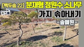 [백두송 22] 분재형 정원수 소나무 가지 솎아내기 - 솔예원