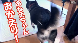 突然、部屋に大好きなお姉ちゃんが現れた時の柴犬の反応（№236）