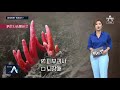 팩트맨 ‘화려하면 독버섯’ 속설 맞을까 뉴스a