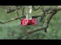 giant hummingbird in feeder