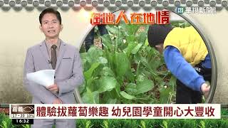 體驗拔蘿蔔樂趣 幼兒園學童開心大豐收｜華視台語新聞 2023.01.05