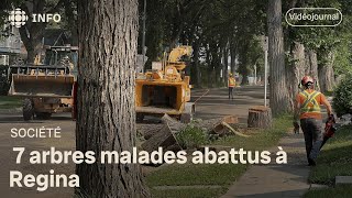 7 arbres malades abattus à Regina | Vidéojournal Saskatchewan