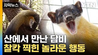 [자막뉴스] 귀여운 외모에 속았는데...사냥 장면에 '깜짝' / YTN