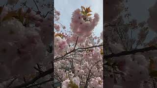 2023 Sakura #nature #travel #sakura #cherryblossom #japan