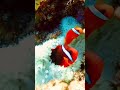 beautiful in the sea vlog foryou viral amazingshorts indonesiaku publika vshorts sea