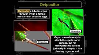 Insect Anatomy Part II