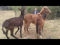 حمار يجرب حظه مع انثى الحصان لكنه نال ما يستحقه burro con caballo