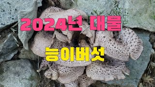 자연산능이버섯 산행 2024년 10월 13일 능이버섯 경기북부지방 현재 상황