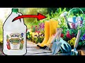 8 Uses of Vinegar in the Garden THAT WILL AMAZE YOU