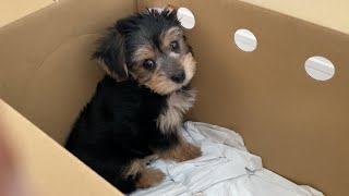 可愛い子犬をお迎えしました　マルチーズとヨークシャテリアのミックス犬【マルーキー】