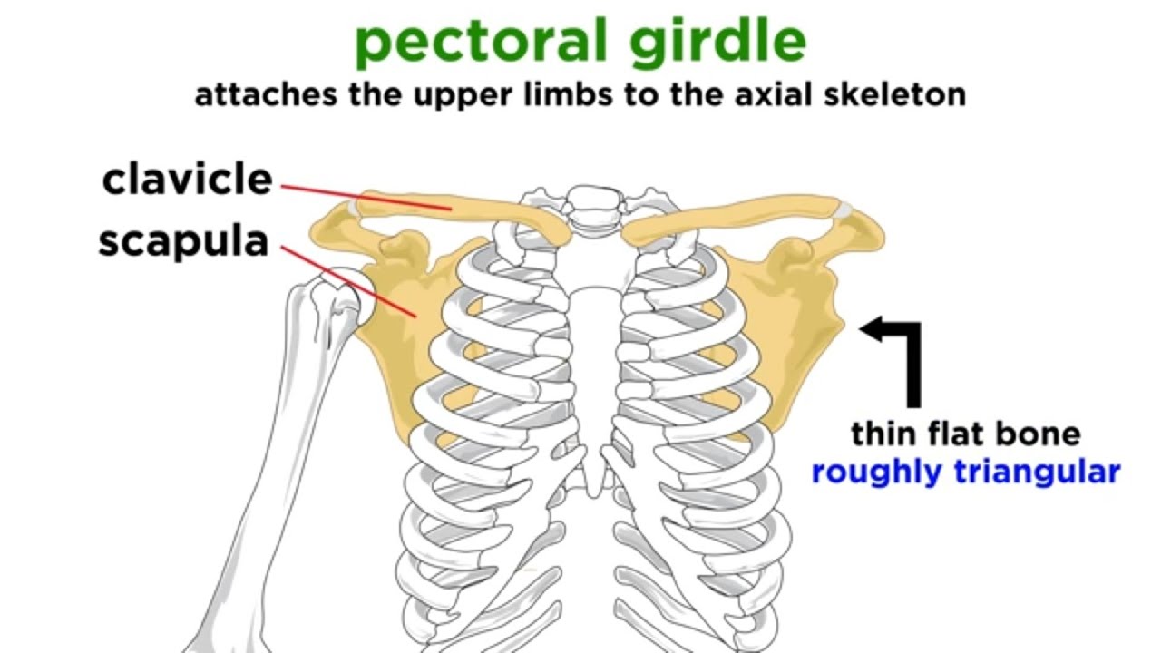 Shoulder Girdle