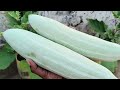 మండే వేసవిలో కూడా అద్భుతమైన మిద్దె పంట terrace garden harvest organic vegetables harvest telugu