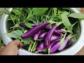 మండే వేసవిలో కూడా అద్భుతమైన మిద్దె పంట terrace garden harvest organic vegetables harvest telugu