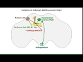 Flight in Fruit Flies: The Longer the Better?/ Curr. Biol., Jan. 3, 2018 (Vol. 29, Issue 2)