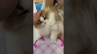 你们说罗宾这种是不是一天不打，上房揭瓦～#猫咪的迷惑行为