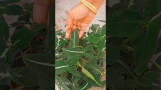 మా తోట లో కొన్ని మొక్కలు చూద్దామా👀.. 😍❤️ #youtubeshorts #shorts #garden #plants #viralvideo #youtube