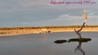 Safarihoek, Wildlife Cam, Namibia, WHITE RHINO, 2025/01/07