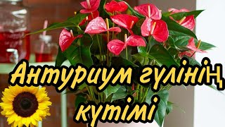 Антуриум (ер бақыты) гүлінің күтімі                              #үйгүлдері #гүл #антуриум