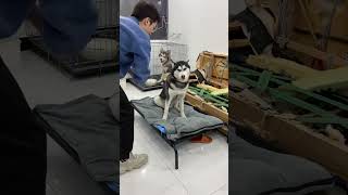 当主人突然打金毛和哈士奇一巴掌，会发生什么？【米修的鏟屎官】 #pets #阿拉斯加 #萌宠 #金毛