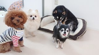 寒すぎやぁ～せんかね byふぅ～さん　🐶ひみつきちなう！①🐶  2023年1月25日